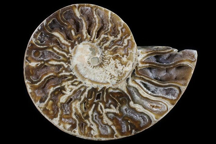 Choffaticeras (Daisy Flower) Ammonite Half - Madagascar #80913